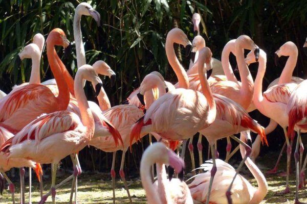 Group of Flaming Birds