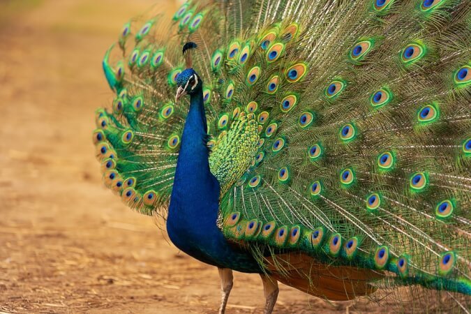 Interesting facts about Peacock in Hindi, सुंदर मोर, राष्ट्रीय पक्षी, रंगीन पंखों के साथ फैला हुआ, भारतीय वन में