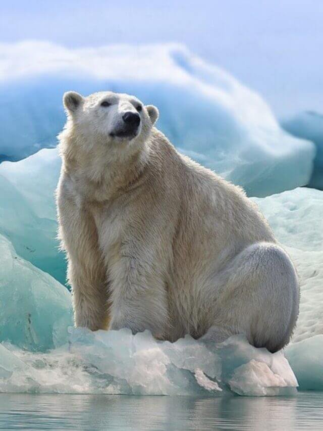 15 Polar Bear Facts in Hindi - ध्रुवीय भालू के बारे में 15 मजेदार तथ्य , Facts about Polar Bear in Hindi