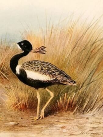 Facts about Lesser Florican Bird
