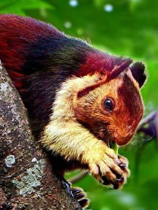 Amazing Squirrel facts in Hindi - गिलहरी के बारे में 21 रोचक तथ्य
