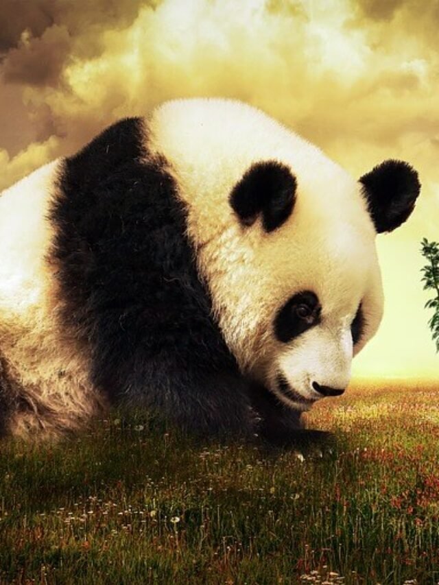 विशाल पांडा के बारे में 16 मजेदार बातें