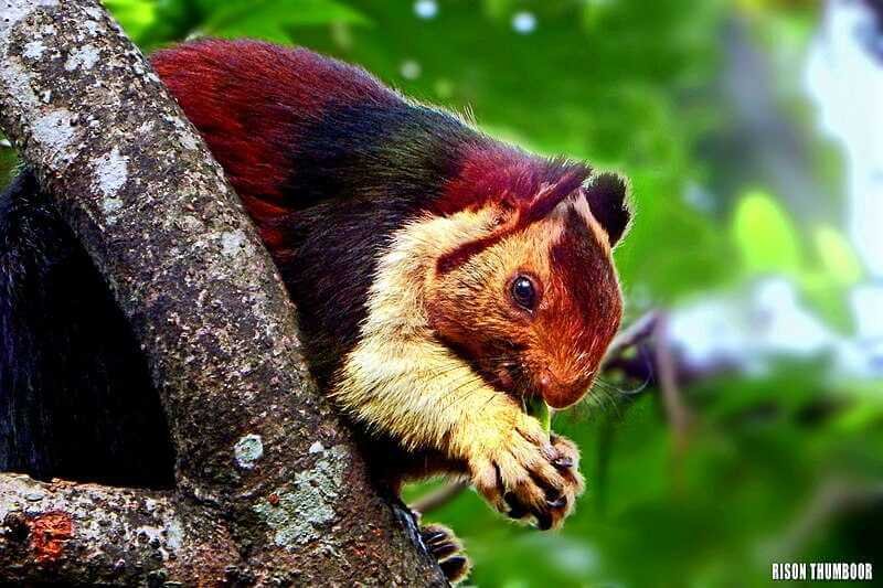 Amazing Squirrel facts in Hindi - गिलहरी के बारे में 21 रोचक तथ्य