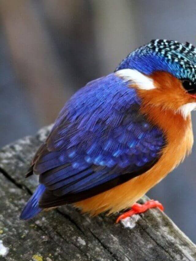 किंगफिशर पक्षी के बारे में 14 रोचक तथ्य - Information about Kingfisher Bird in Hindi