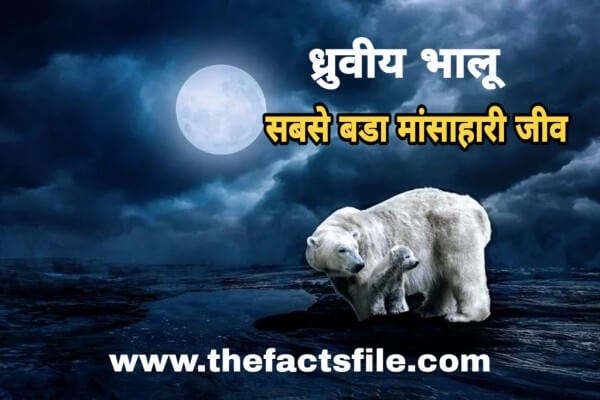 Polar Bear in Hindi | ध्रुवीय भालू के बारे में 15 रोचक तथ्य