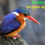किंगफिशर पक्षी के बारे में 14 रोचक तथ्य - Information about Kingfisher Bird in Hindi