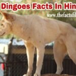 15 Wild facts about dingoes in Hindi