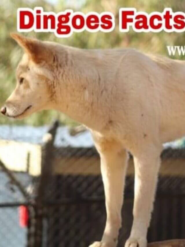डिंगो के बारे में 15 रोचक तथ्य - Amazing Facts about Dingoes in Hindi