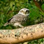 Information  about Spotted Owlet in Hindi - चित्तीदार उल्लू दुर्लभ कैसे हो गया?