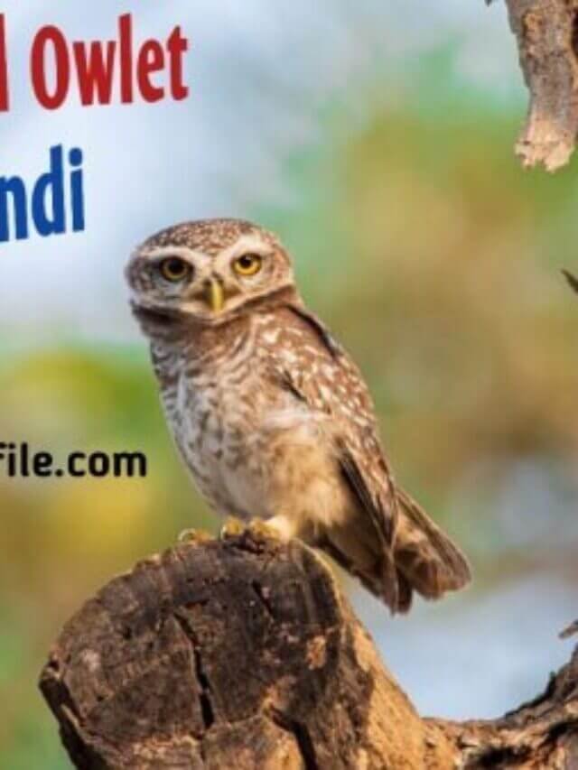 Forest Spotted Owlet in Hindi, जाने भारत के सबसे दुर्लभ पक्षी चित्तीदार उल्लू के बारे में, Information and Facts about Forest Spotted Owlet in Hindi