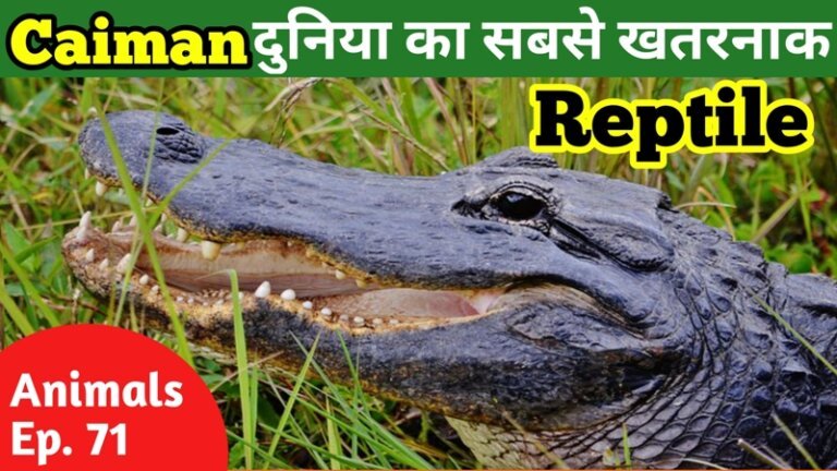 Caiman in hindi - facts about caiman in hindi