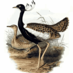 Lesser Florican in Hindi | खरमोर पक्षी की पूरी जानकारी