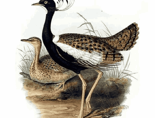 Lesser Florican in Hindi - खरमोर पक्षी के बारे में जानकारी