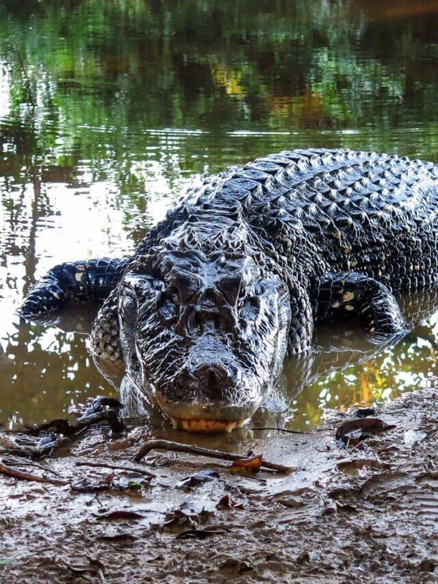 Information about Caiman in Hindi, कैमन के बारे में रोचक तथ्य, कैमन एलीगेटर के बारे में जानकारी