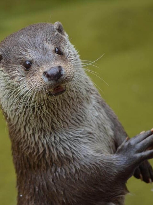 उदबिलाव एक शरारती जानवर | 15 Facts about Otter in Hindi