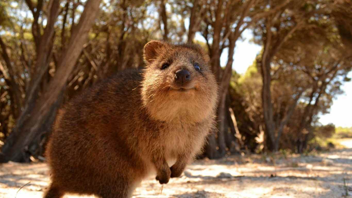 क्वॉका: दुनिया का सबसे खुशहाल जानवर | Discover fun facts about Quokka in Hindi