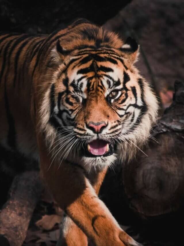 International Tiger Day: अंतरराष्ट्रीय बाघ दिवस हर साल 29 जुलाई को मनाया जाता है