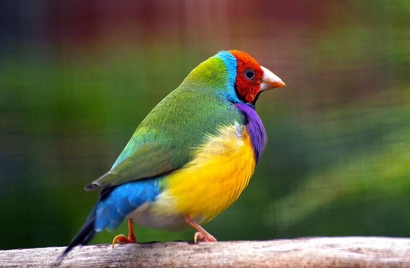 Gouldian Finch
