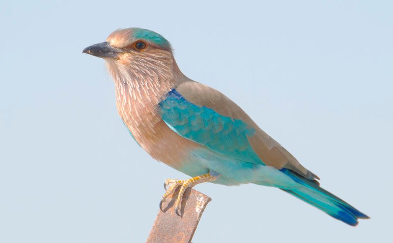 Indian Roller Bird