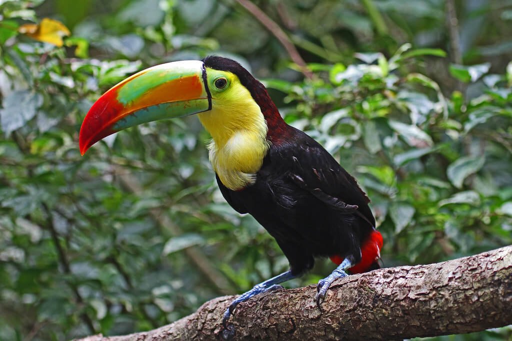 Keel-Billed Toucan seating on the tree