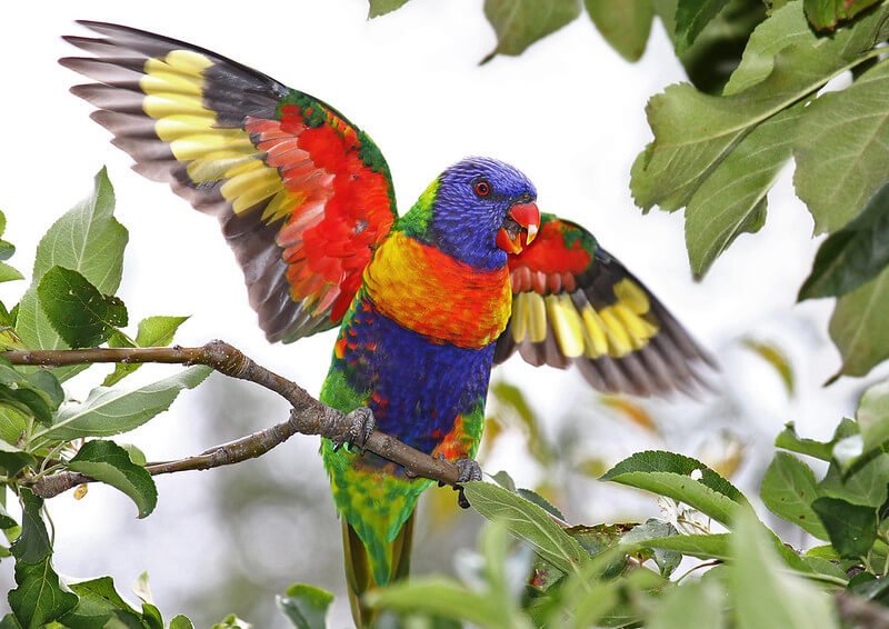 Rainbow Lorikeet