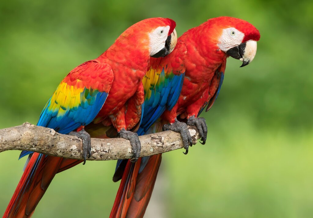 Scarlet Macaw seating on the tree
