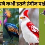 Top 10 Beautiful Birds in the world | दुनिया के 10 बेहद खुबसूरत पक्षी जिनको देखकर आप खुश हो जाओगे
