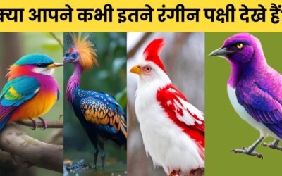 Top 10 Beautiful Birds in the world | दुनिया के 10 बेहद खुबसूरत पक्षी जिनको देखकर आप खुश हो जाओगे