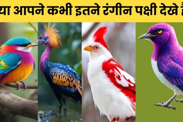 Top 10 Beautiful Birds in the world | दुनिया के 10 बेहद खुबसूरत पक्षी जिनको देखकर आप खुश हो जाओगे