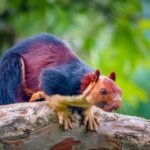 दुनिया की सबसे अनोखी गिलहरी: Indian Giant Squirrel