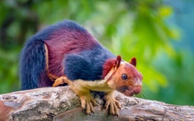 दुनिया की सबसे अनोखी गिलहरी: Indian Giant Squirrel