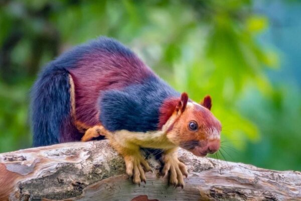 दुनिया की सबसे अनोखी गिलहरी: Indian Giant Squirrel