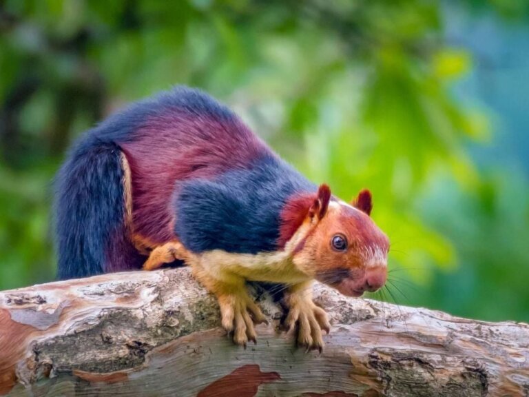 दुनिया की सबसे अनोखी गिलहरी: Indian Giant Squirrel