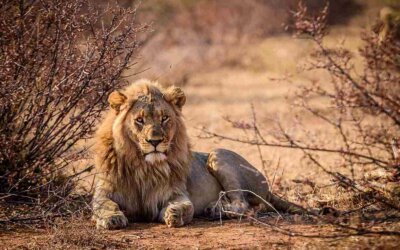 A majestic lion sitting calmly on a rock in the savanna, exuding confidence and strength under a golden sunset
