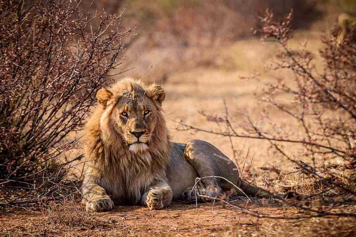 A majestic lion sitting calmly on a rock in the savanna, exuding confidence and strength under a golden sunset