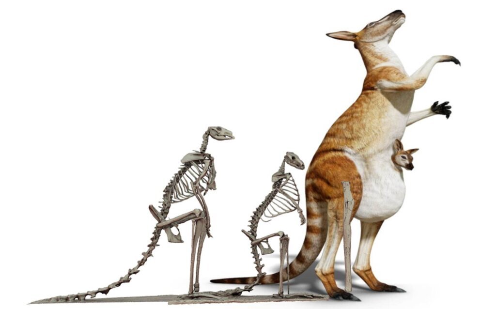 Prehistoric Kangaroo: The Giant You Won't Believe Existed!