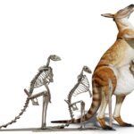 Prehistoric Kangaroo: The Giant You Won't Believe Existed!