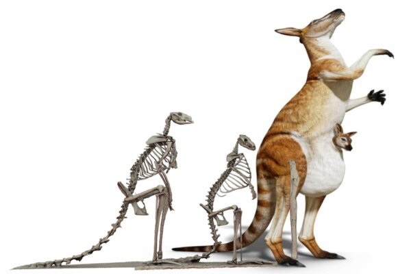 Prehistoric Kangaroo: The Giant You Won't Believe Existed!