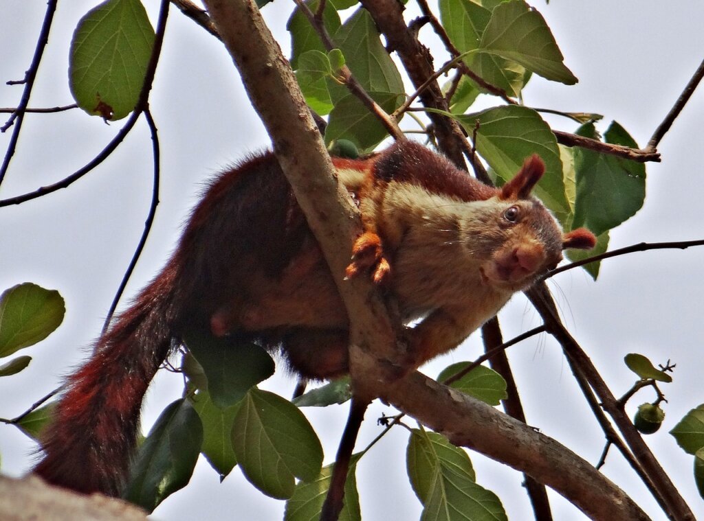 दुनिया की सबसे अनोखी गिलहरी: Indian Giant Squirrel