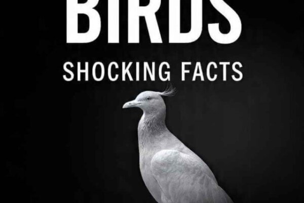 EXTINCT BIRDS: SHOCKING FACTS